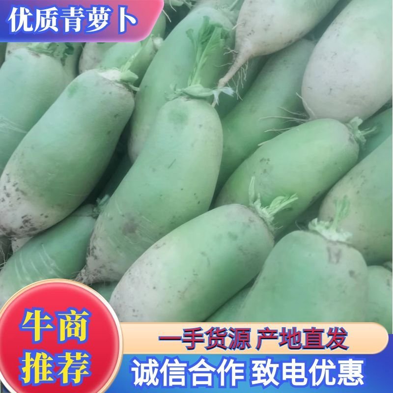 优质青萝卜大量上市货源充足诚信经营欢迎来电咨询
