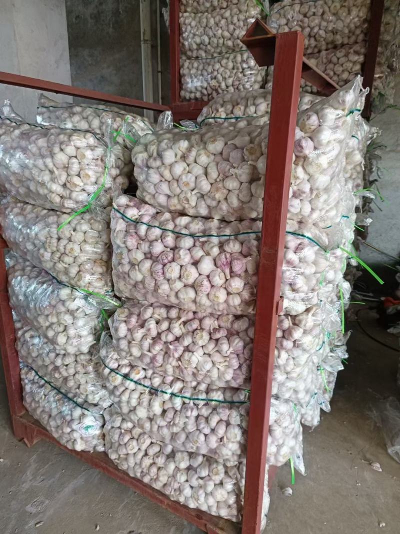 紫皮大蒜山东金乡太空蒜规格齐全品质好常年供应