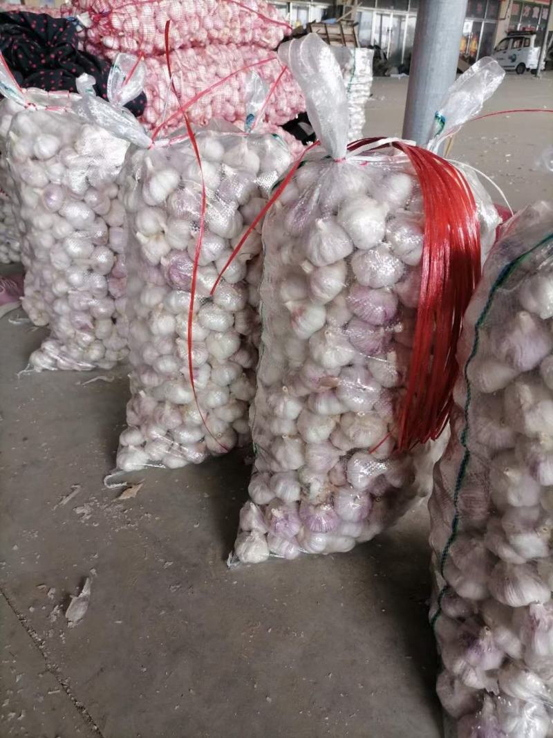 紫皮大蒜山东金乡太空蒜规格齐全品质好常年供应