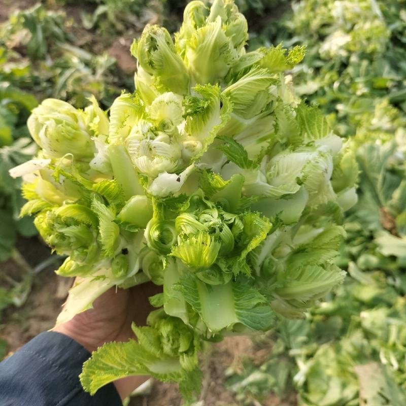 优质儿菜大量上市，货源充足，品质保证，可长期供货