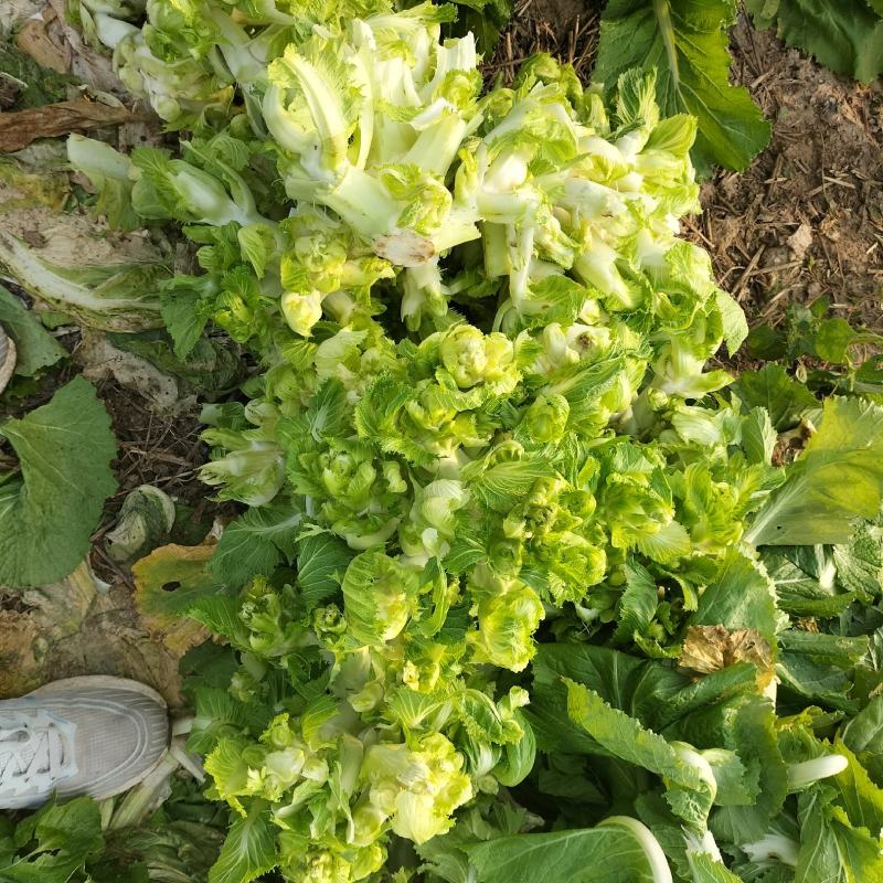 优质儿菜大量上市，货源充足，品质保证，可长期供货