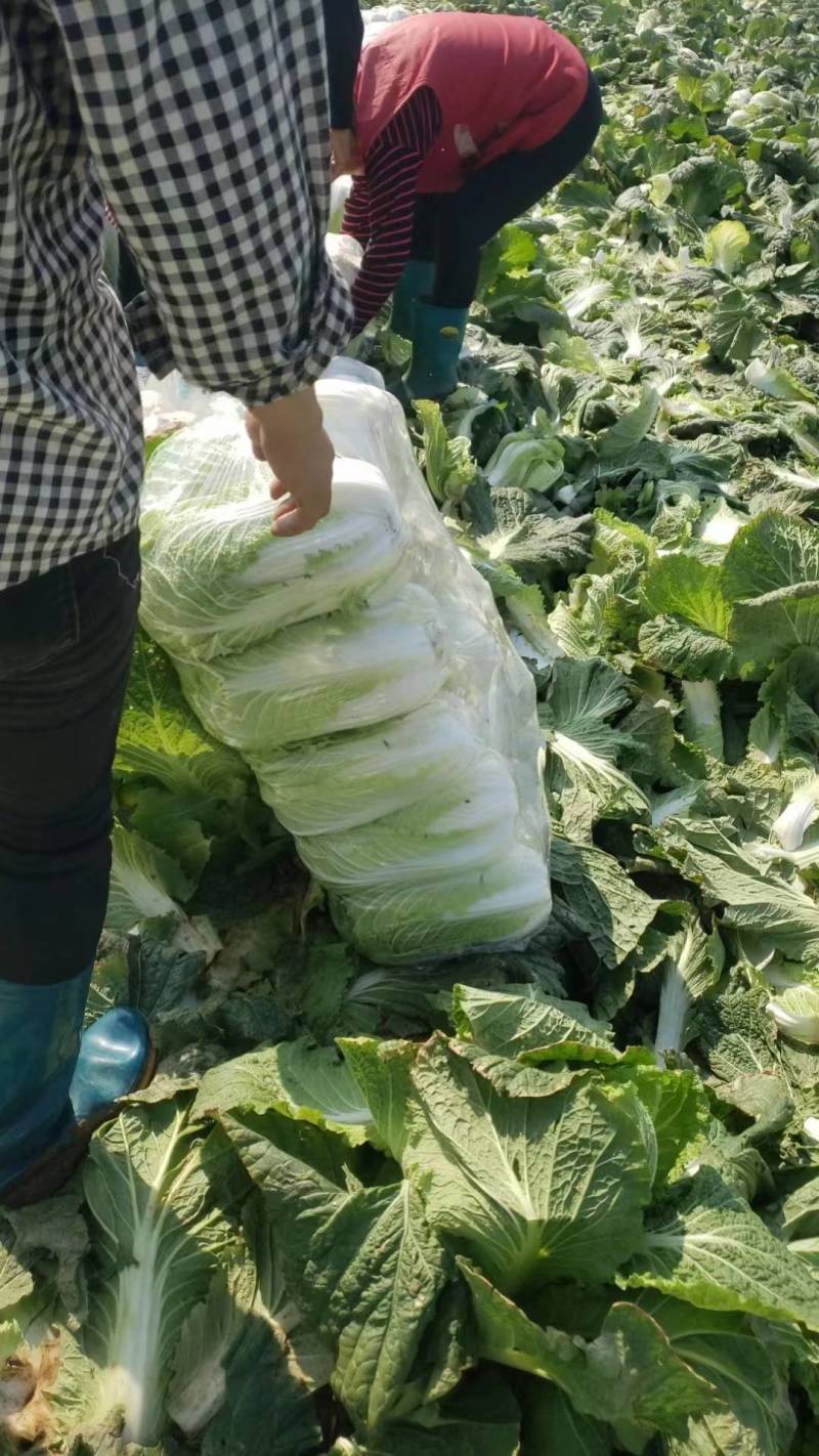 大白菜黄心白菜青杂扁包菜甘蓝白萝卜有机花