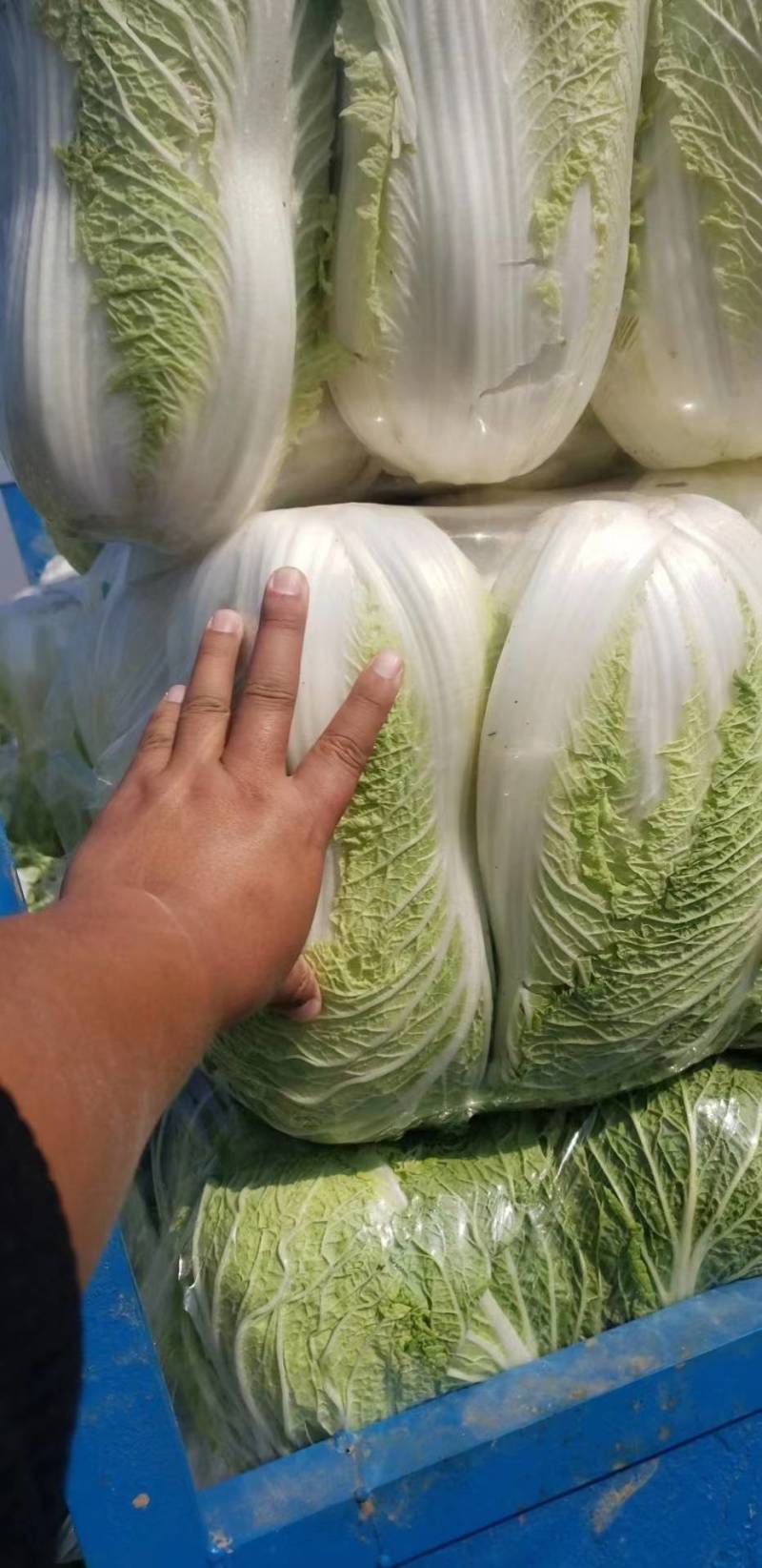 大白菜黄心白菜青杂扁包菜甘蓝白萝卜有机花