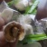 网红奶枣巴旦木枣夹心手工零食休闲坚果微甜不腻