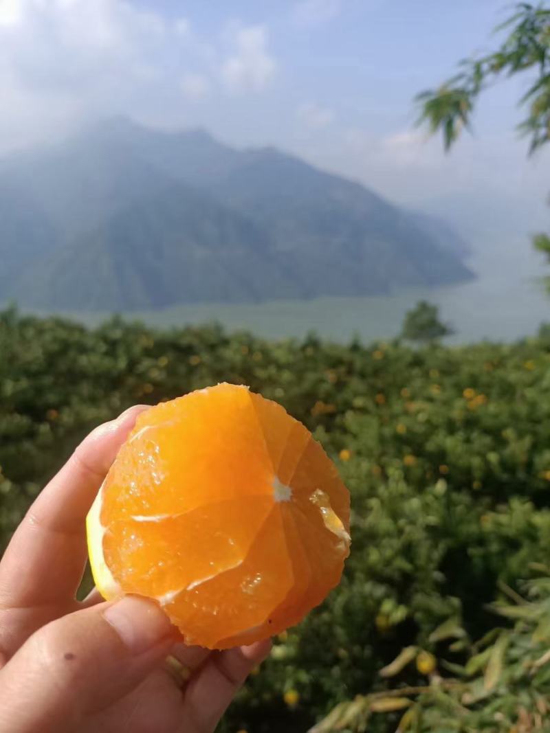 九月红果冻橙，皮薄味甜果肉细腻入口化渣，欢迎咨询