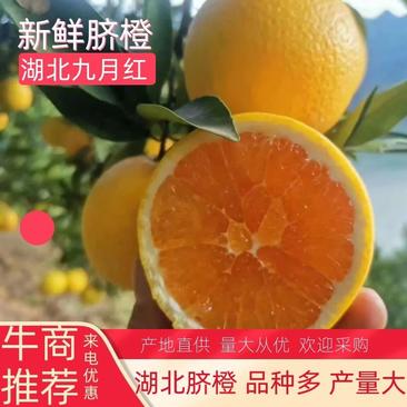 【精品】湖北九月红脐橙果园直发可视频看货品质保证物美价廉