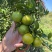 广东皇帝柑纯甜爆汁一手货源产地直发供应社区团购平台电商
