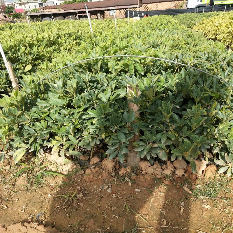鸭脚木
