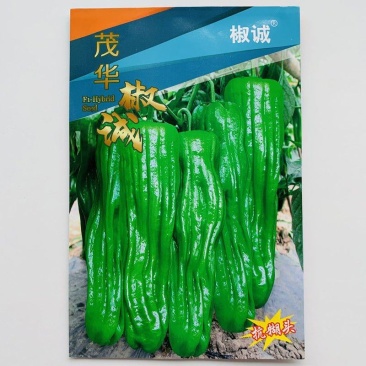 抗糊头薄皮椒种子茂华椒诚大果薄皮泡椒味辣辣椒种子