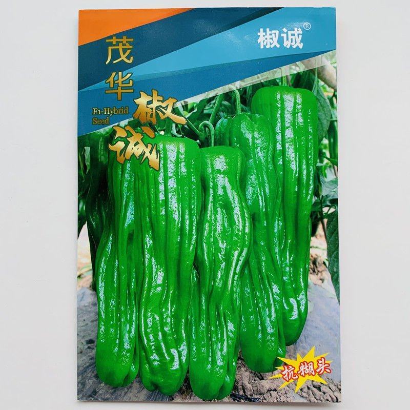 抗糊头薄皮椒种子茂华椒诚大果薄皮泡椒味辣辣椒种子