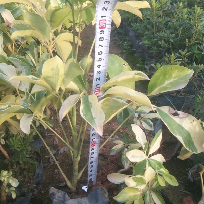 花叶鸭脚木