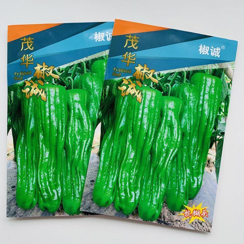 抗糊头薄皮椒种子茂华椒诚大果薄皮泡椒味辣辣椒种子