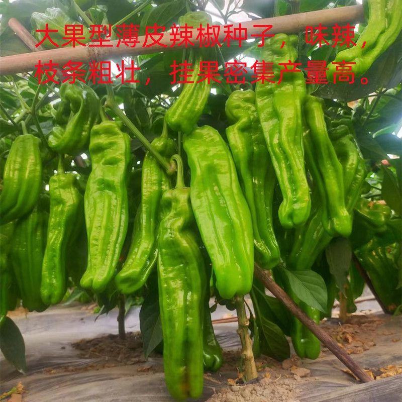 抗糊头薄皮椒种子茂华椒诚大果薄皮泡椒味辣辣椒种子