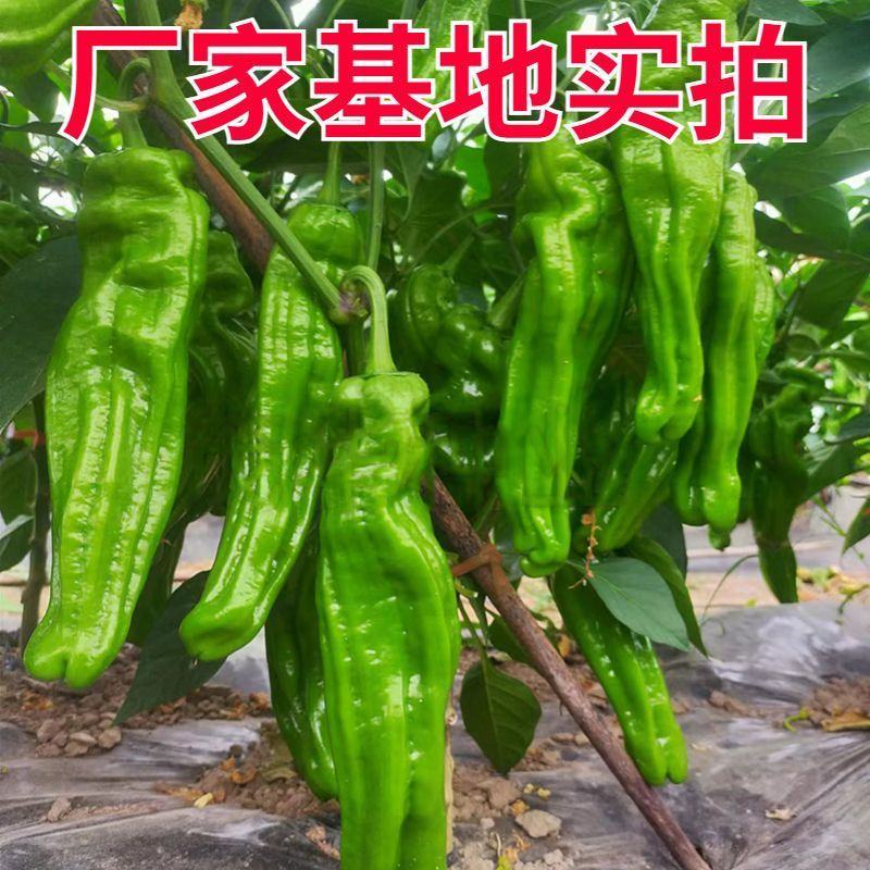 抗糊头薄皮椒种子茂华椒诚大果薄皮泡椒味辣辣椒种子