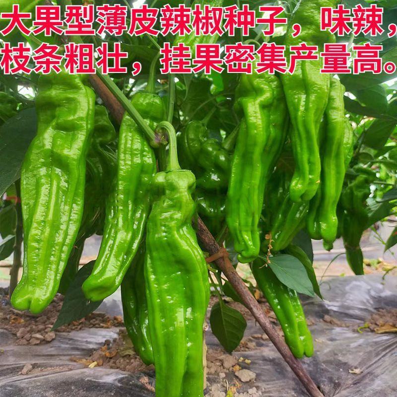 抗糊头薄皮椒种子茂华椒诚大果薄皮泡椒味辣辣椒种子