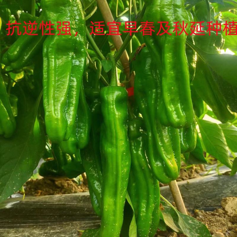 抗糊头薄皮椒种子茂华椒诚大果薄皮泡椒味辣辣椒种子