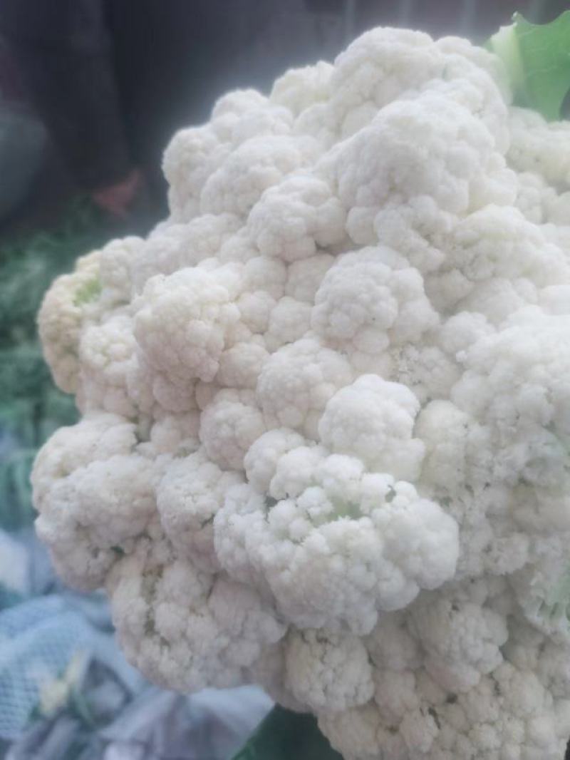 白面青梗松花菜货源充足价格美丽欢迎来电咨询