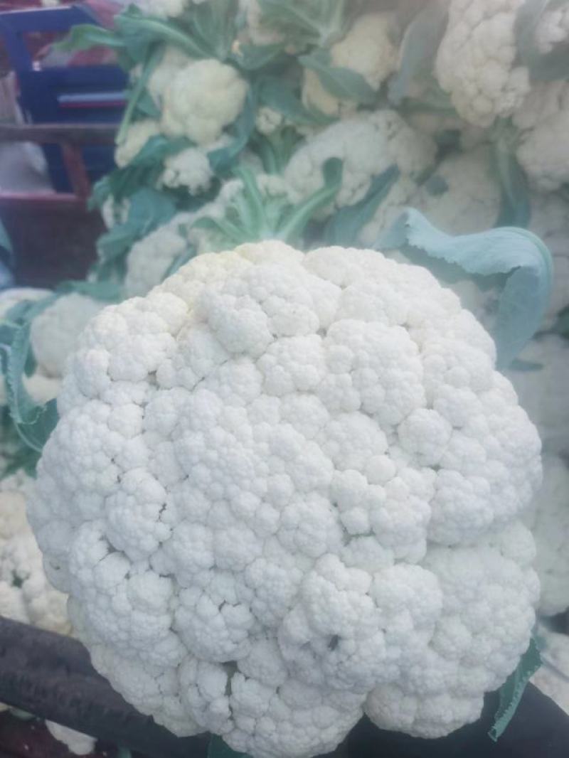 白面青梗松花菜货源充足价格美丽欢迎来电咨询