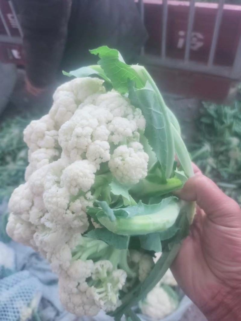 白面青梗松花菜货源充足价格美丽欢迎来电咨询
