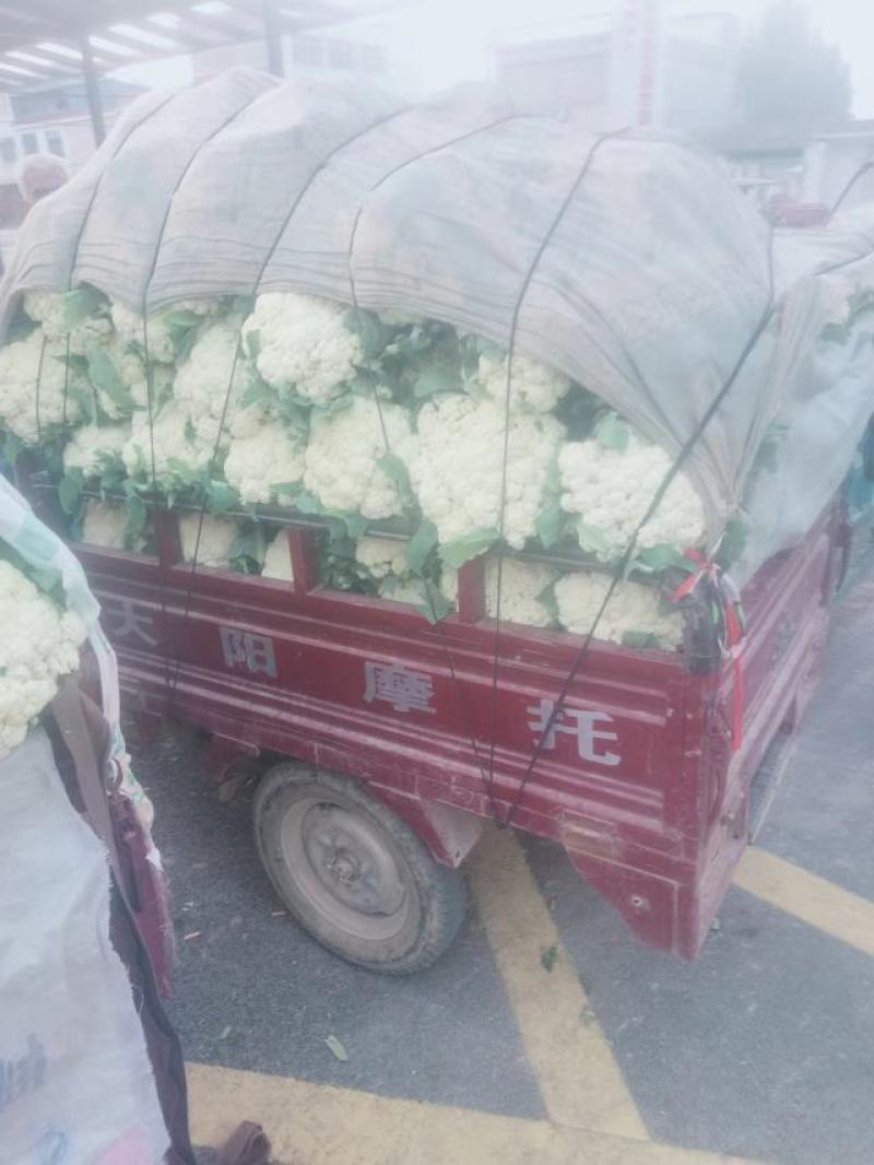 白面青梗松花菜货源充足价格美丽欢迎来电咨询