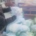 白面青梗松花菜货源充足价格美丽欢迎来电咨询