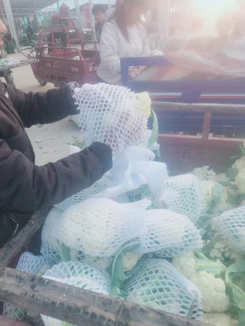 白面青梗松花菜货源充足价格美丽欢迎来电咨询