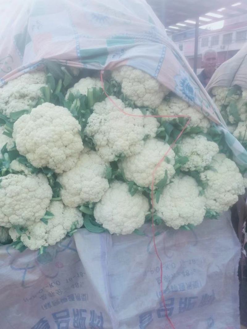 白面青梗松花菜货源充足价格美丽欢迎来电咨询