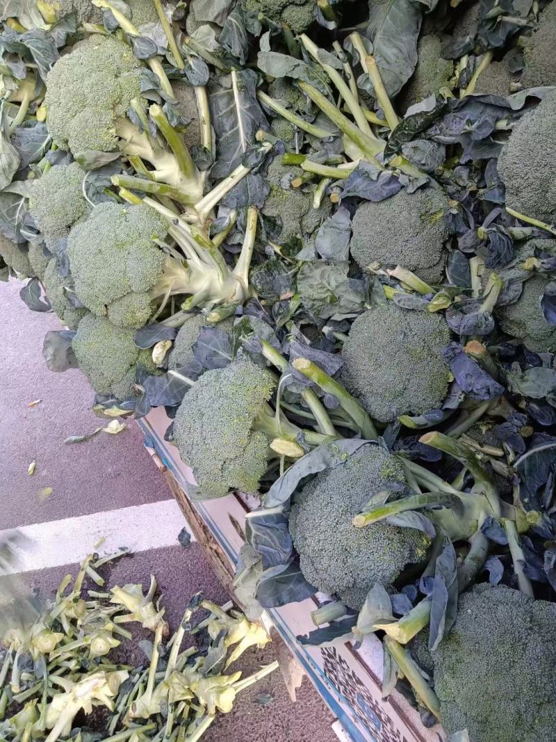 精品西蓝花大量上市货源充足诚信经营欢迎来电
