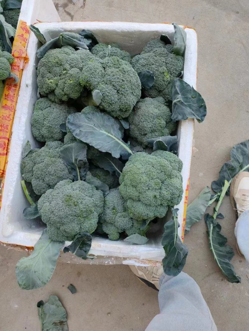 精品西蓝花大量上市货源充足诚信经营欢迎来电