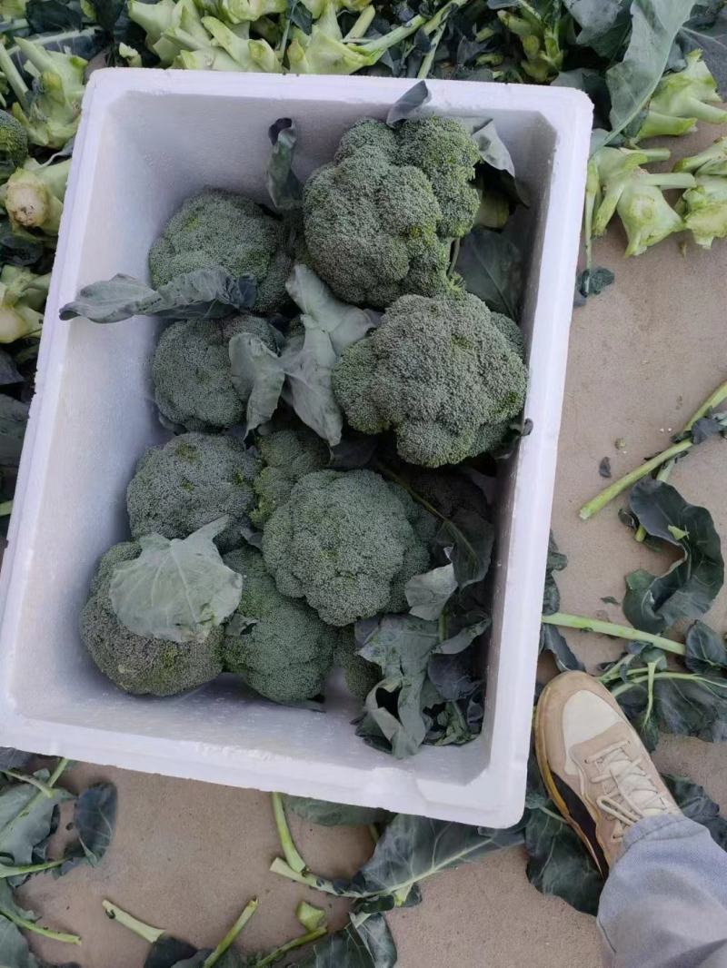 精品西蓝花大量上市货源充足诚信经营欢迎来电