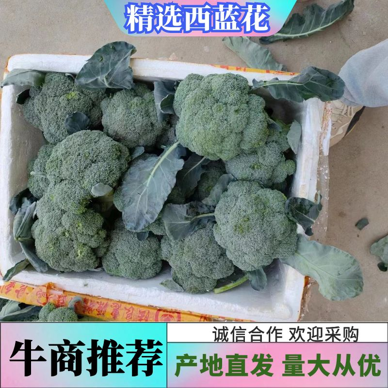 精品西蓝花大量上市货源充足诚信经营欢迎来电
