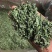 【无硫薄荷粒】无硫薄荷500克袋装当季新货多规格可选包邮