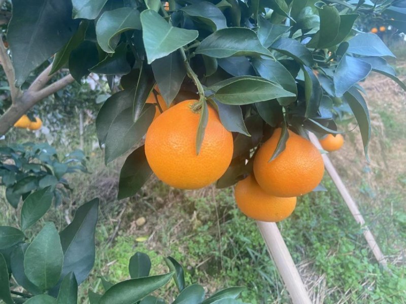 爱媛果冻橙