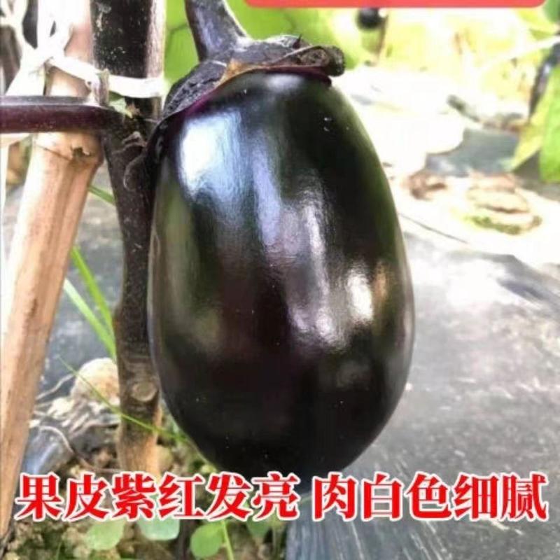红宝9403早熟杂交一代茄子果肉淡种绿色紫罐紫茄种子