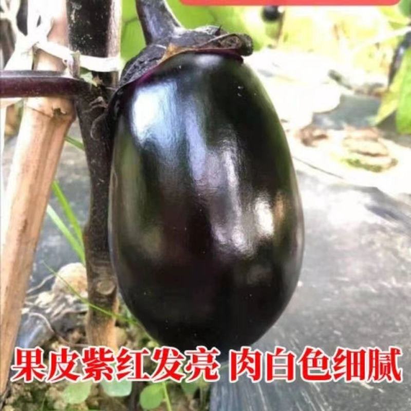 红宝9403早熟杂交一代茄子果肉淡种绿色果实灯泡型紫茄