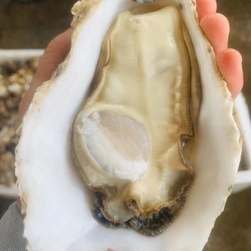 乳山蚝，精品乳山三倍体，乳山特大蚝，1斤单只