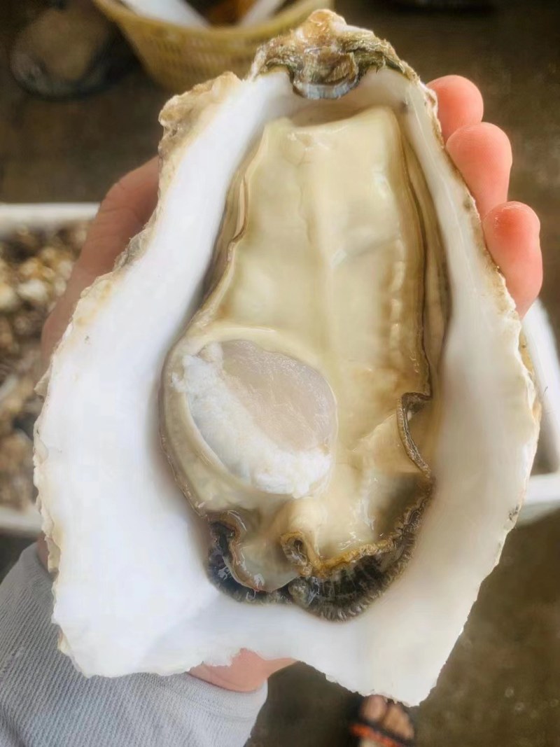 乳山蚝，精品乳山三倍体，乳山特大蚝，1斤单只