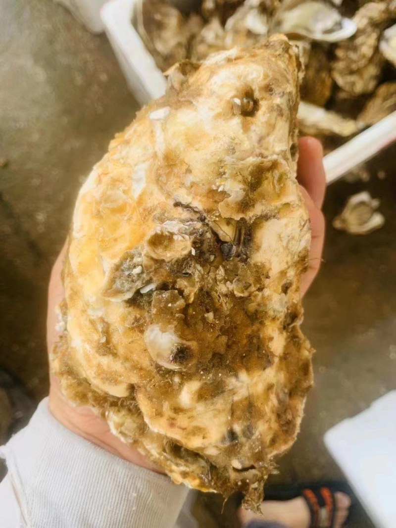 乳山蚝，精品乳山三倍体，乳山特大蚝，1斤单只