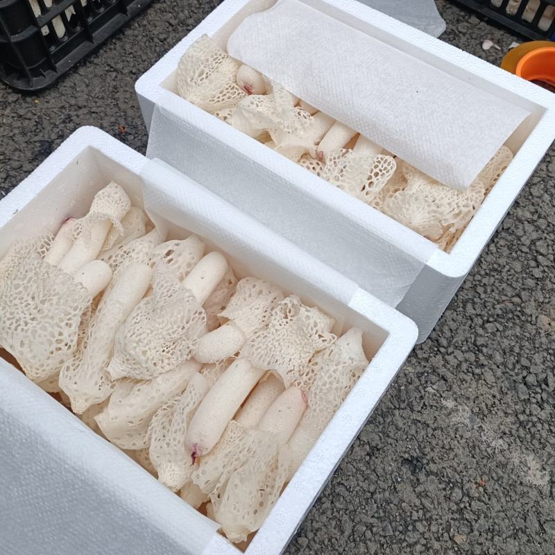 贵州新鲜红托竹荪