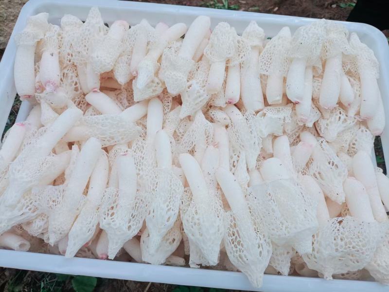 贵州新鲜红托竹荪