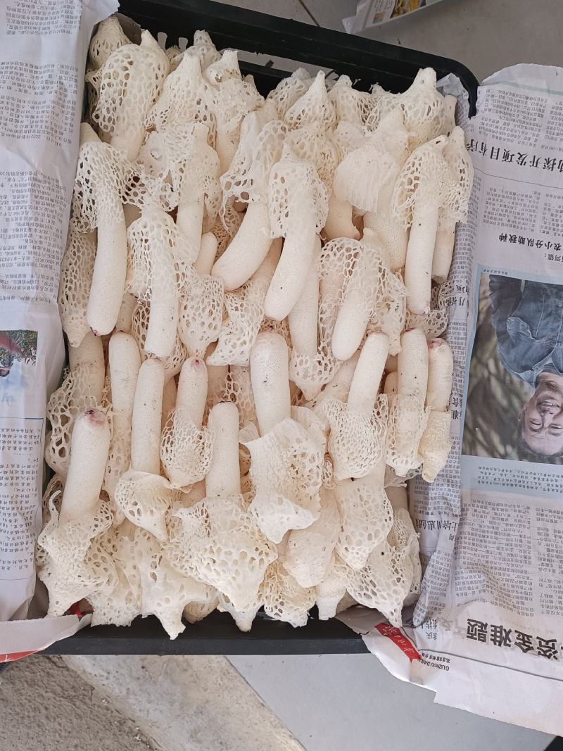 贵州新鲜红托竹荪