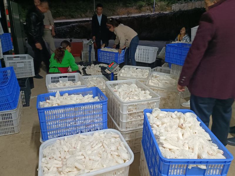贵州新鲜红托竹荪