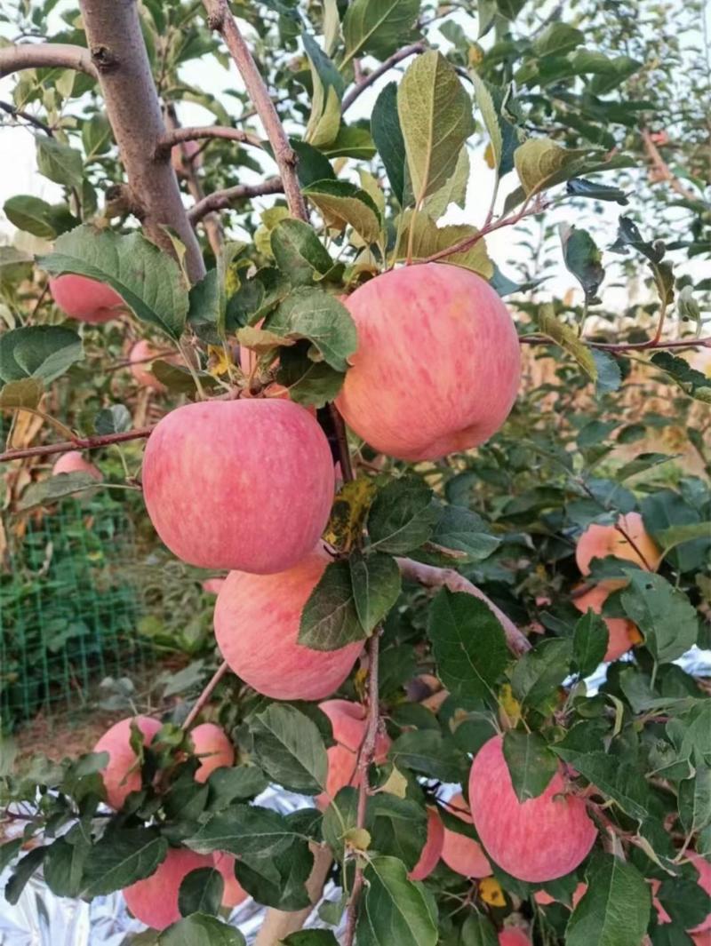 山东苹果红富士苹果批发口感脆甜产地供货质优价廉