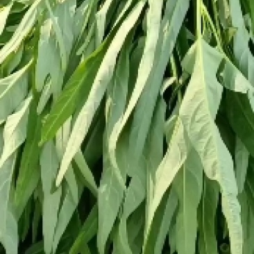 空心菜，产地直供，一手货源，量大从优，欢迎订购