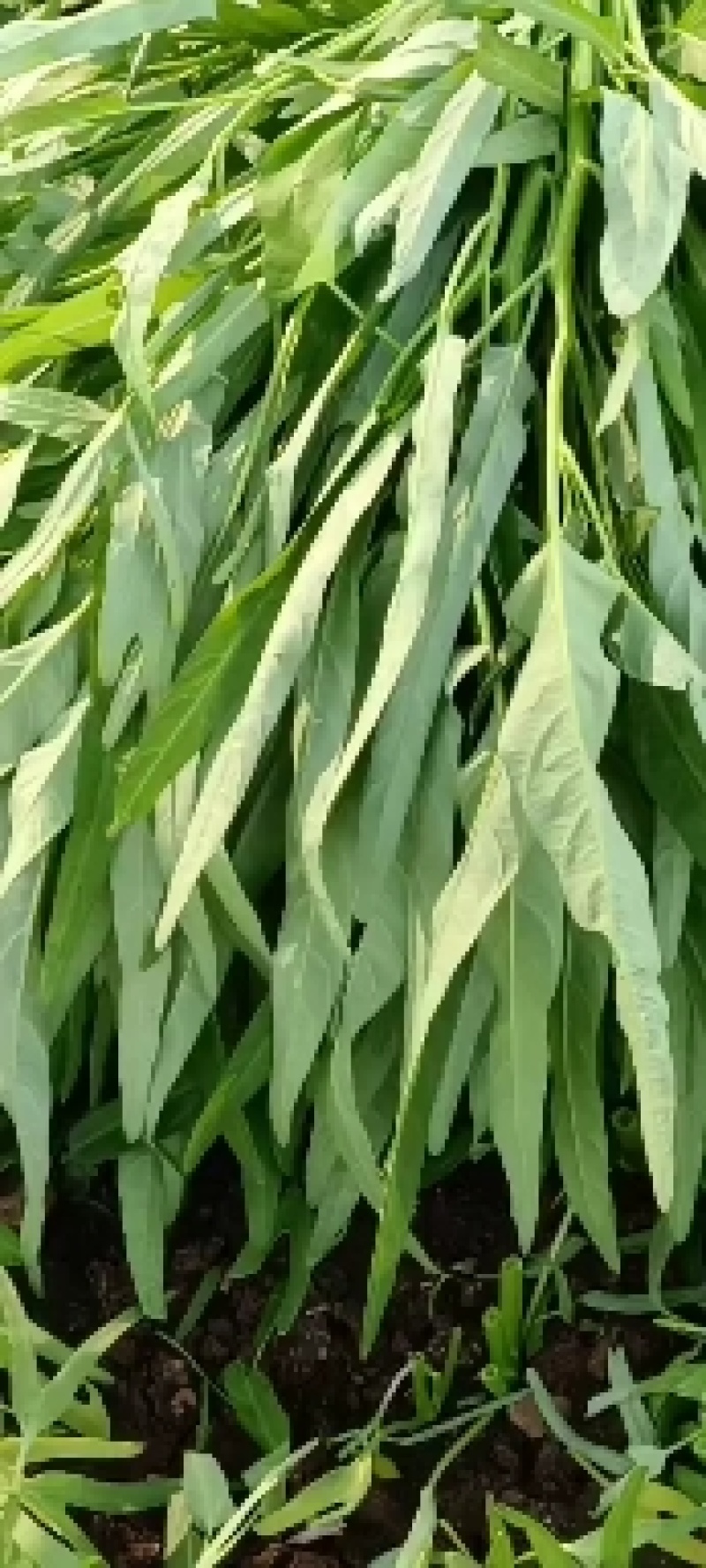 空心菜，产地直供，一手货源，量大从优，欢迎订购