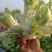 西瓜，西兰花，儿菜