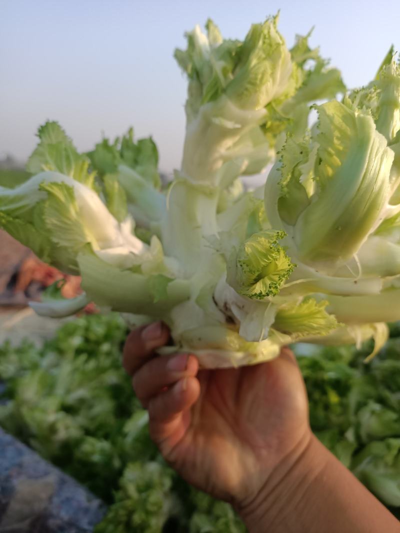 西瓜，西兰花，儿菜