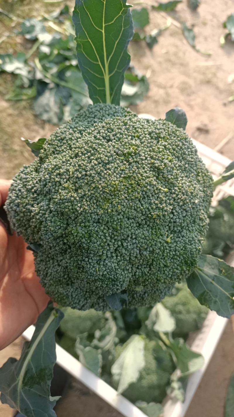 西瓜，西兰花，儿菜