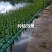 生态浮岛复合纤维湿地水生态综合治理消减污染物包施工包成活