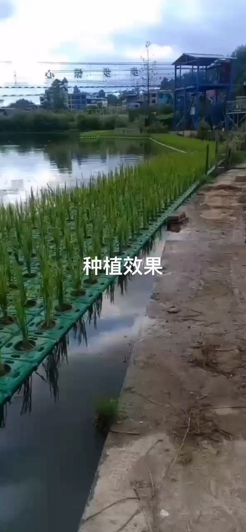 生态浮岛复合纤维湿地水生态综合治理消减污染物包施工包成活